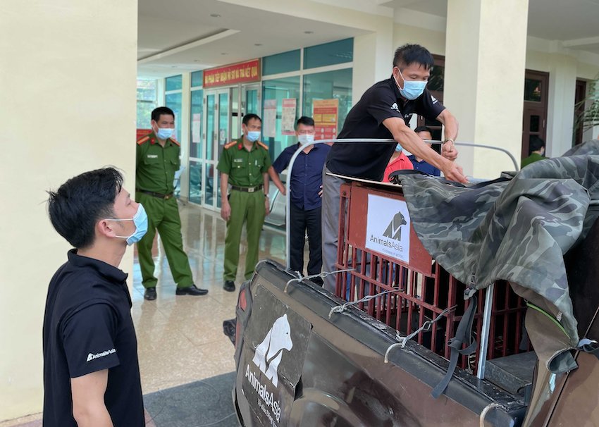 Tổ[-]chức[-]Động[-]vật[-]Châu[-]Á[-]cứu[-]hộ[-]thành[-]công[-]cá[-]thể[-]gấu[-]ngựa[-]con[-]tại[-]Điện[-]Biên